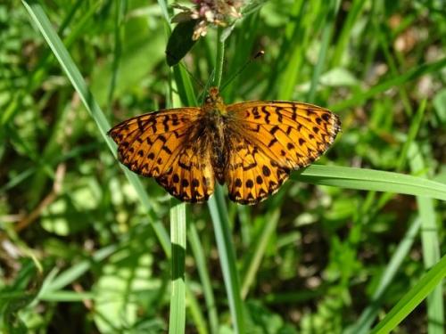 Boloria titania